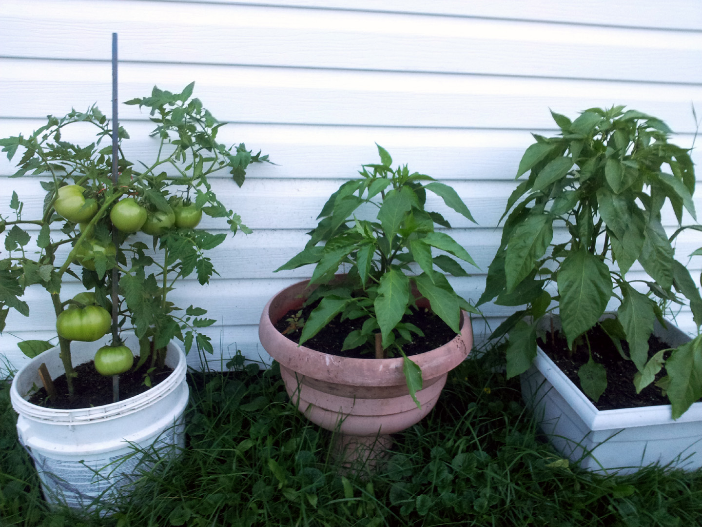 jardin_tomates_7