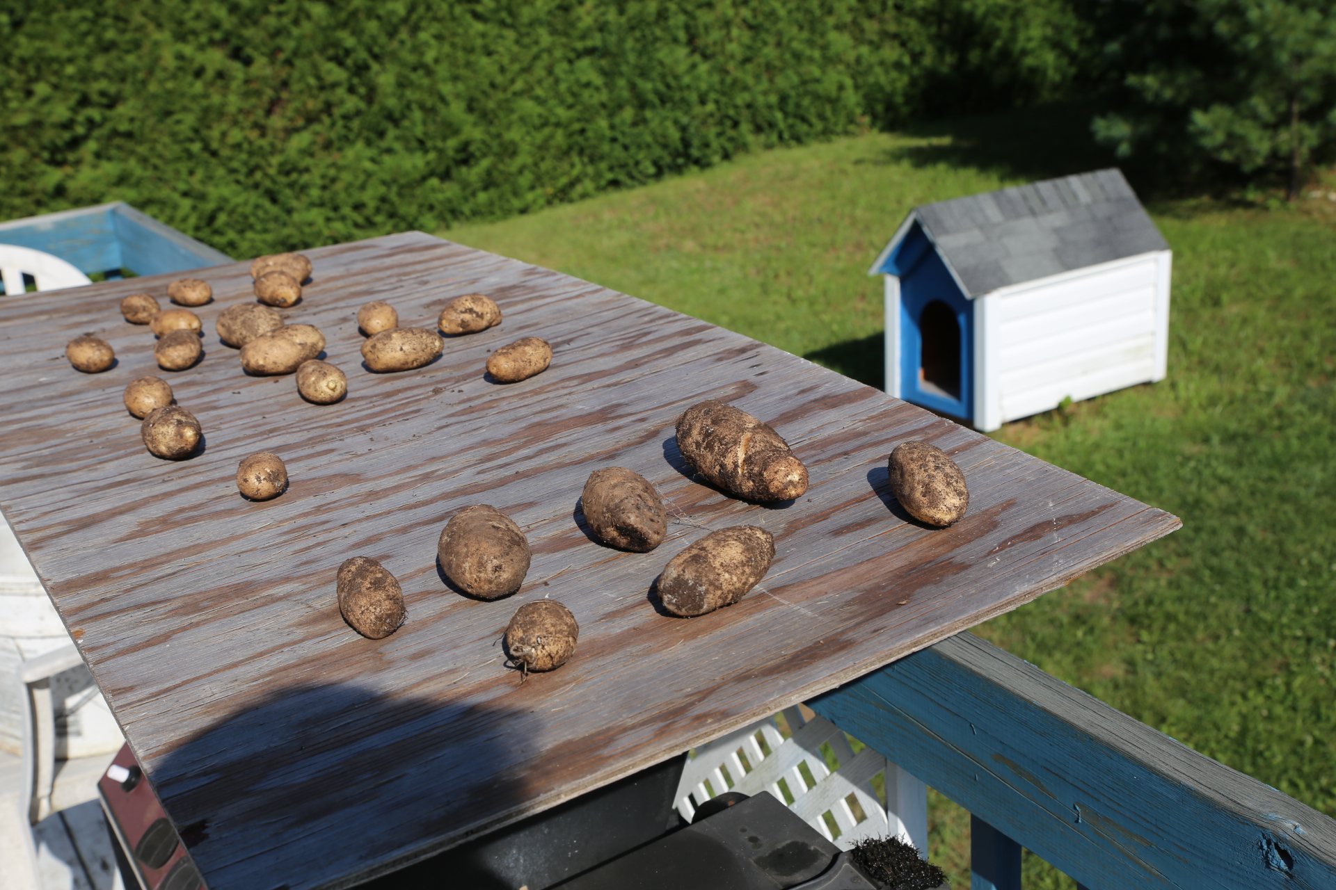 potato_crop