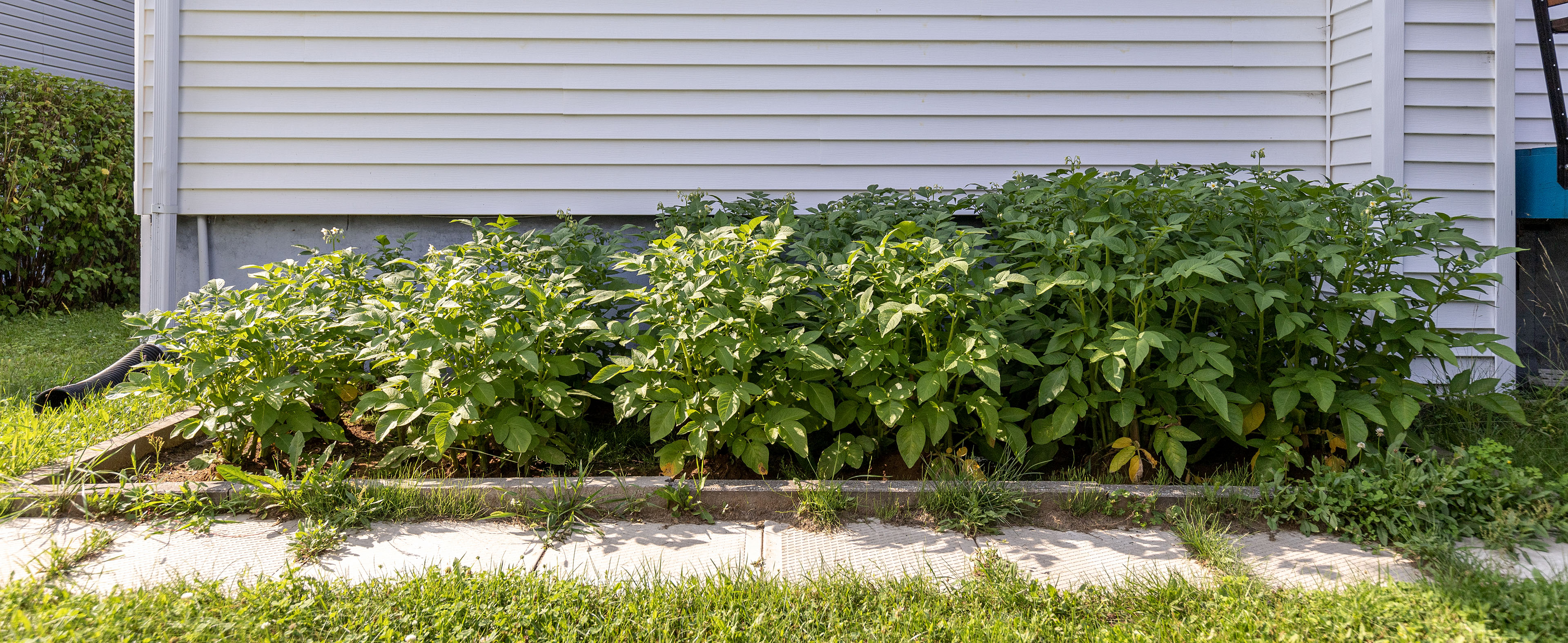 potato_plants_grow_right