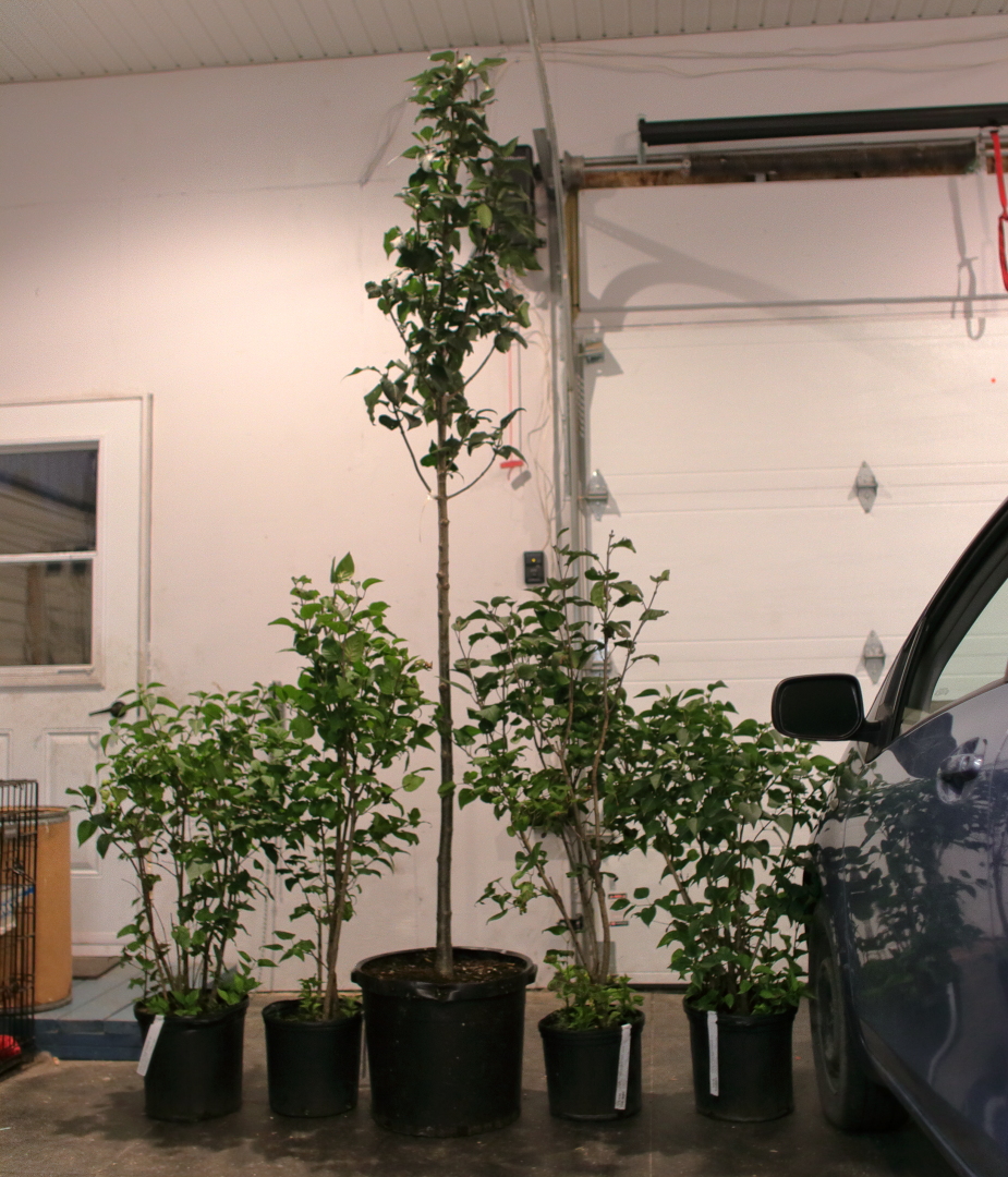syringa_garage