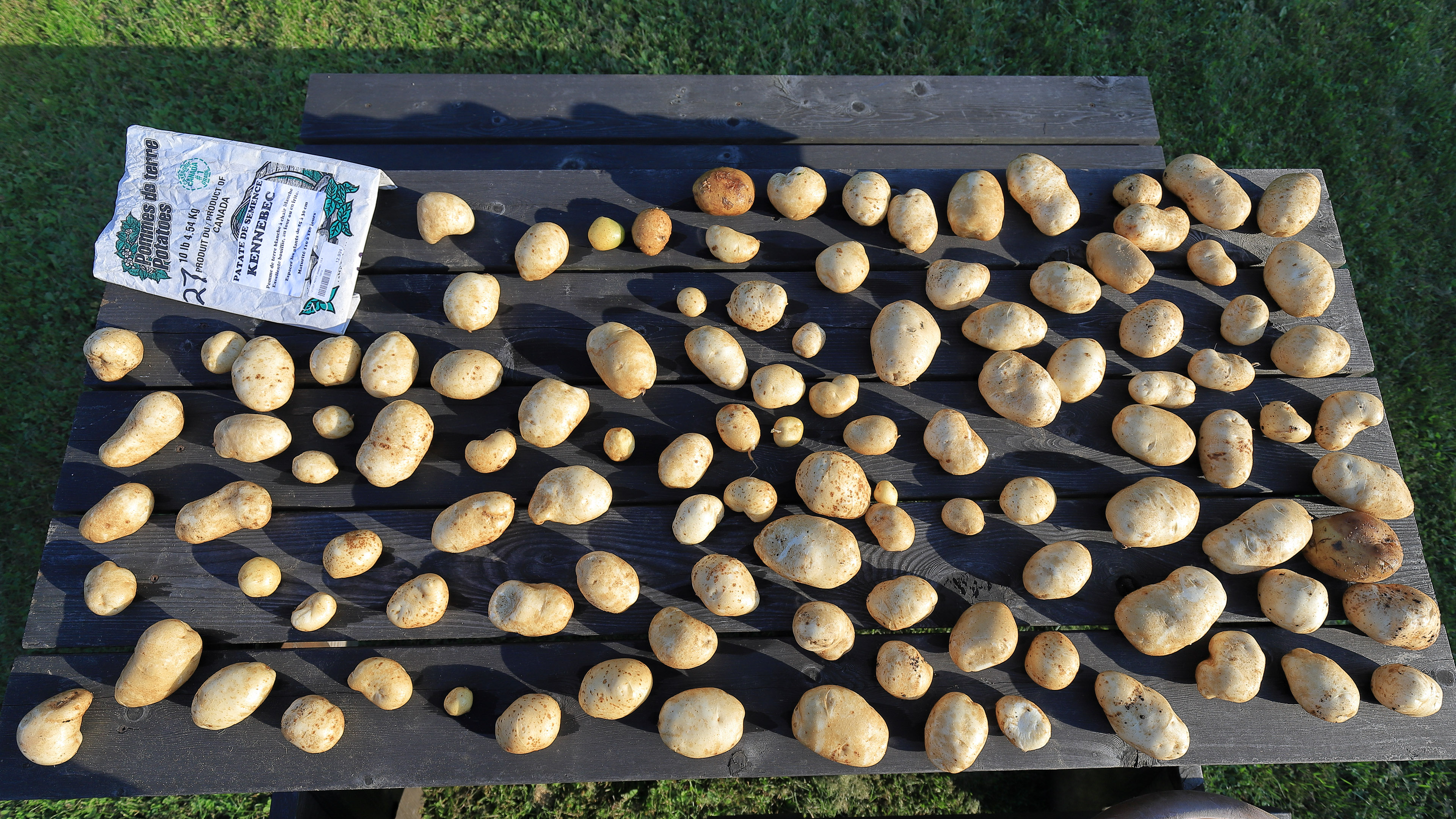 patates_kennebec_12kg
