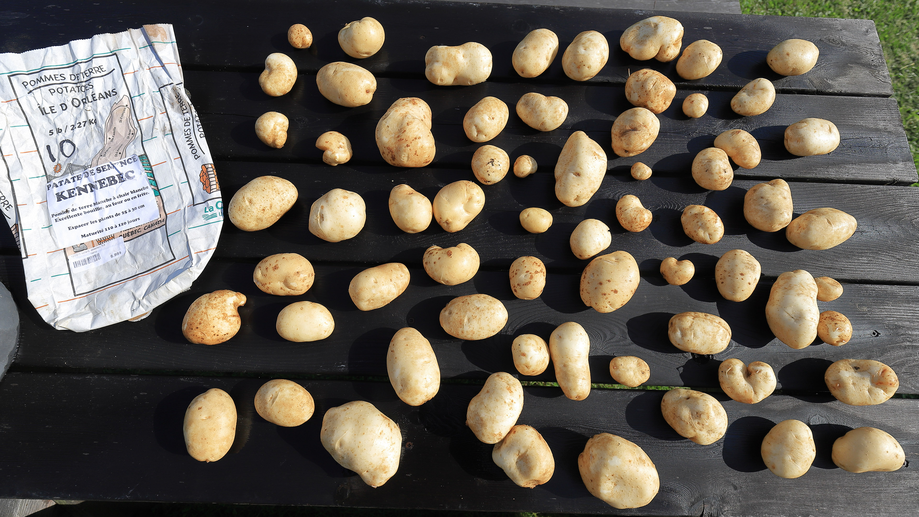 patates_kennebec_7kg_ile_orleans