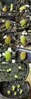 Lophophora_Williamsii_seedlings