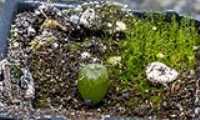 cactus_seedling_growing_moss_macro