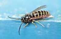 wasp