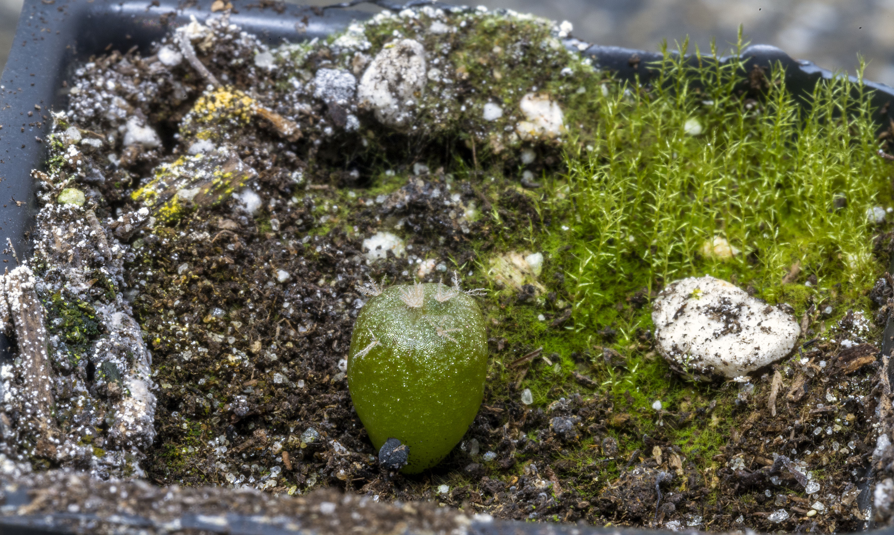 cactus_seedling_growing_moss_macro