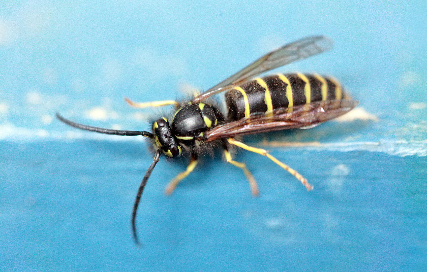 wasp