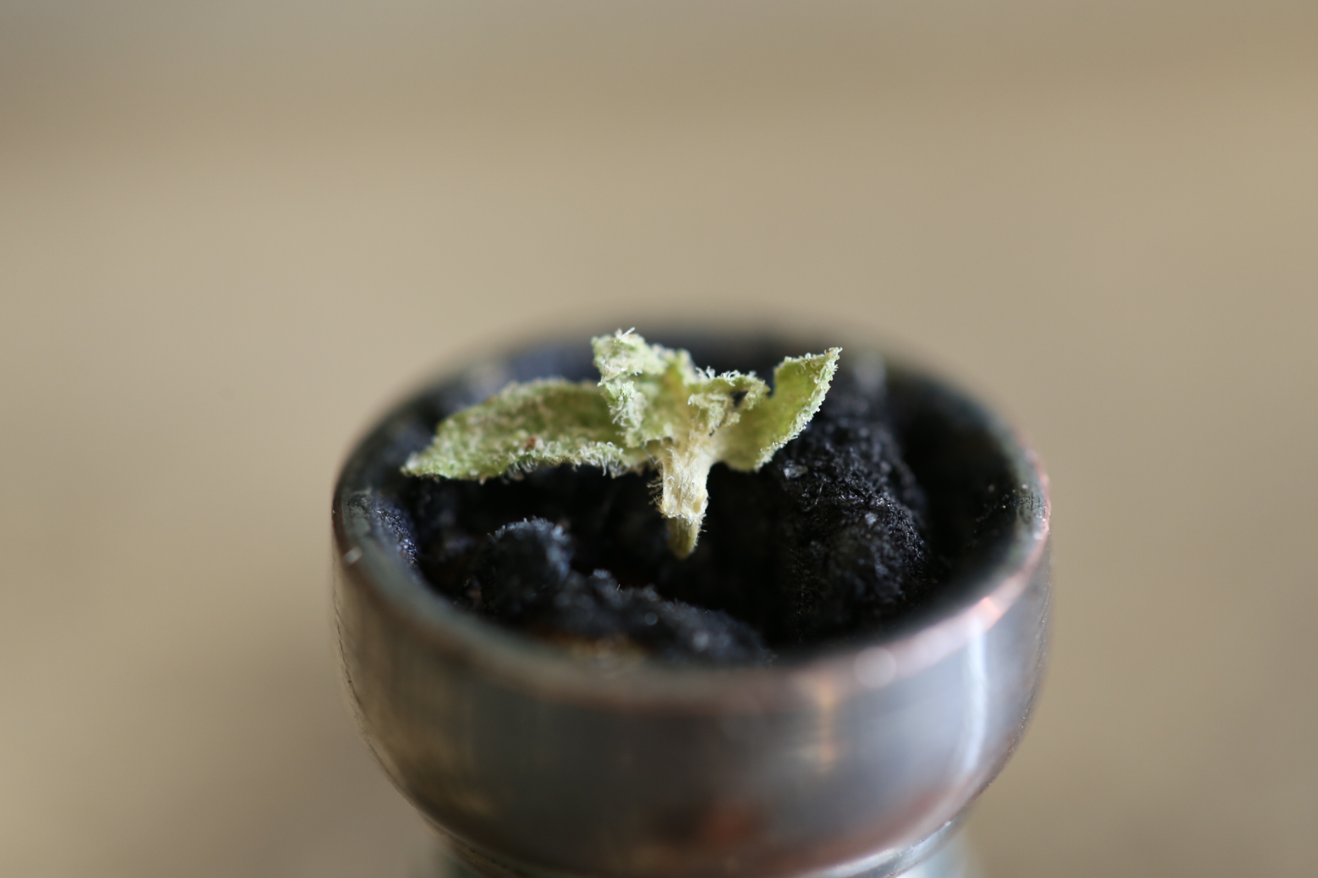 weed_pipe